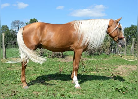 PRE, Hongre, 7 Ans, 164 cm, Palomino