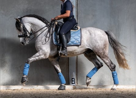 PRE, Hongre, 7 Ans, 165 cm, Gris