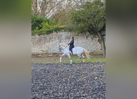 PRE Croisé, Hongre, 7 Ans, 165 cm, Gris