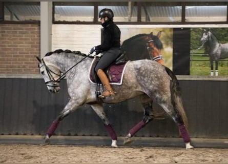 PRE Croisé, Hongre, 7 Ans, 167 cm, Gris