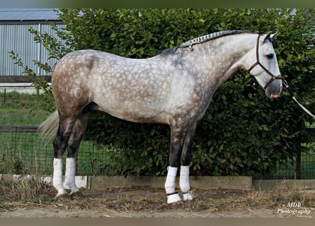 PRE, Hongre, 7 Ans, 167 cm, Gris