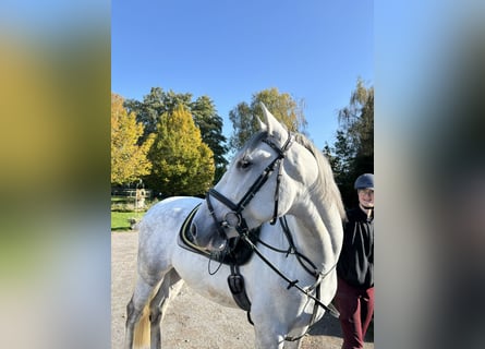 PRE Croisé, Hongre, 7 Ans, 167 cm, Gris pommelé