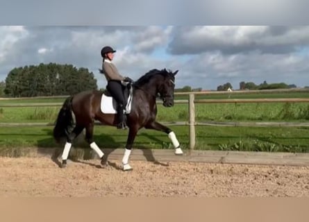 PRE Croisé, Hongre, 7 Ans, 170 cm, Noir