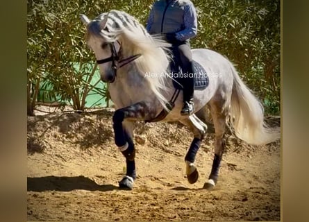 PRE Croisé, Hongre, 7 Ans, 175 cm, Gris