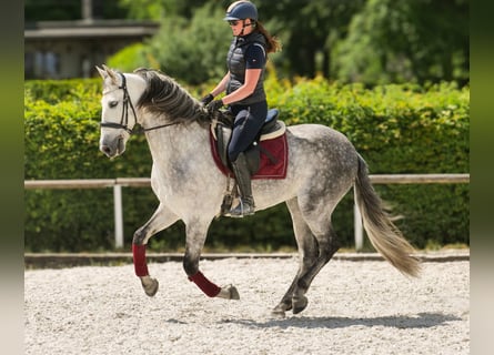 PRE, Hongre, 8 Ans, 158 cm, Gris