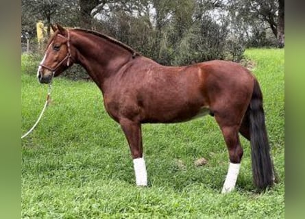 PRE Croisé, Hongre, 8 Ans, 160 cm, Alezan brûlé