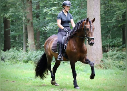 PRE, Hongre, 8 Ans, 164 cm, Bai