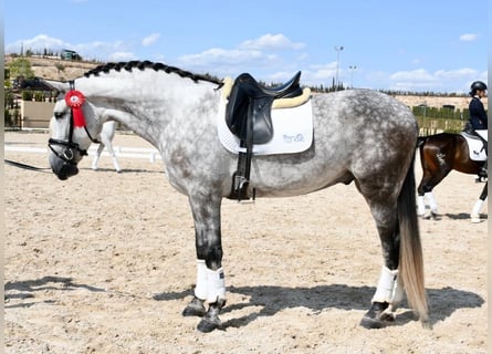 PRE Croisé, Hongre, 8 Ans, 170 cm, Gris