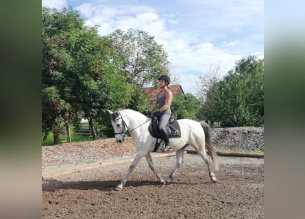 PRE Croisé, Hongre, 9 Ans, 155 cm, Gris pommelé