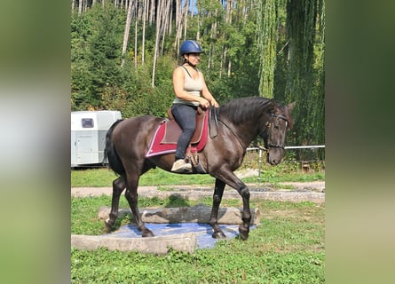 PRE Croisé, Hongre, 9 Ans, 157 cm, Bai brun foncé