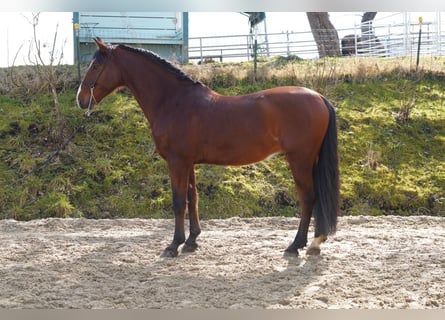 PRE Croisé, Hongre, 9 Ans, 162 cm, Bai brun