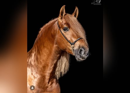 PRE Croisé, Hongre, 9 Ans, 163 cm, Alezan