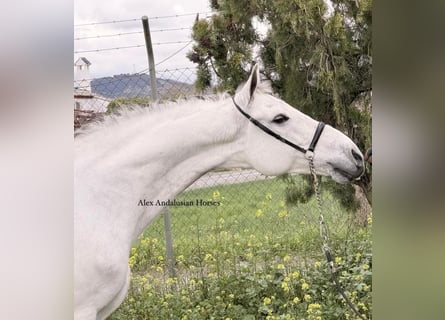 PRE Croisé, Hongre, 9 Ans, 163 cm, Gris