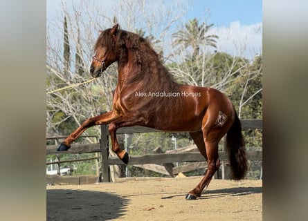 PRE Croisé, Hongre, 9 Ans, 164 cm, Alezan brûlé