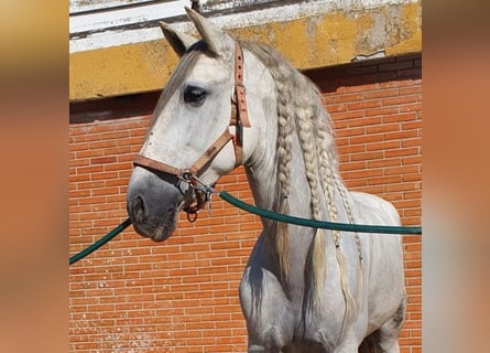 PRE Croisé, Hongre, 9 Ans, 164 cm, Gris