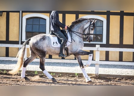 PRE Croisé, Hongre, 9 Ans, 165 cm, Gris