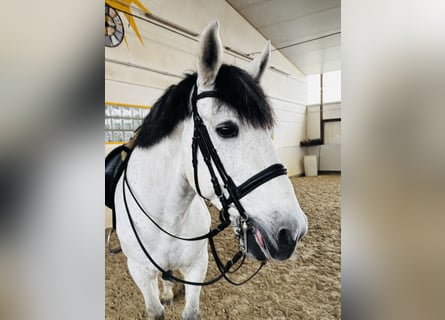 PRE Croisé, Hongre, 9 Ans, 169 cm, Gris pommelé