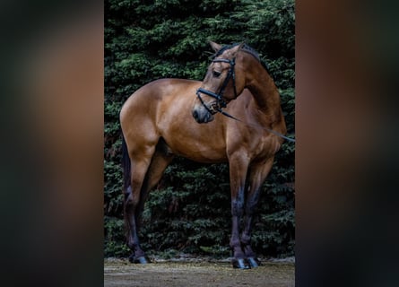 PRE Croisé, Hongre, 9 Ans, 173 cm, Buckskin