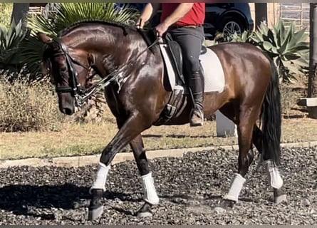 PRE Croisé, Jument, 10 Ans, 164 cm, Bai