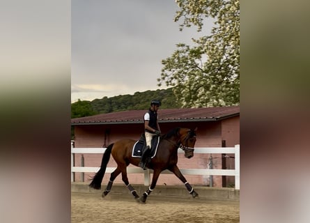 PRE Croisé, Jument, 10 Ans, 168 cm, Bai