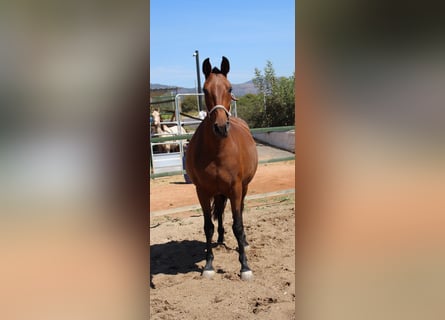 PRE Croisé, Jument, 11 Ans, 158 cm, Bai