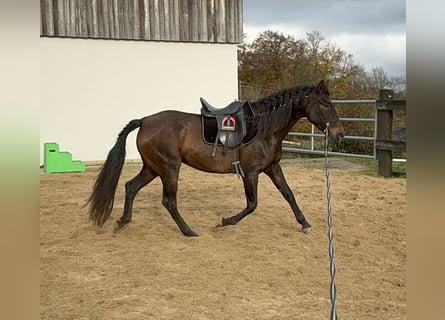 PRE Croisé, Jument, 11 Ans, 162 cm, Bai