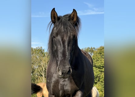 PRE Croisé, Jument, 11 Ans, 170 cm, Noir