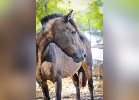 PRE Croisé, Jument, 13 Ans, 163 cm, Buckskin