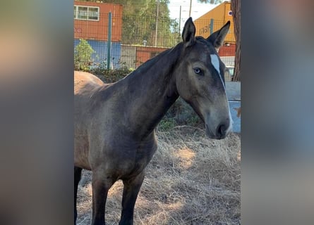 PRE Croisé, Jument, 1 Année, 155 cm, Buckskin