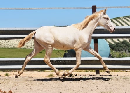 PRE, Jument, 1 Année, 160 cm, Perlino