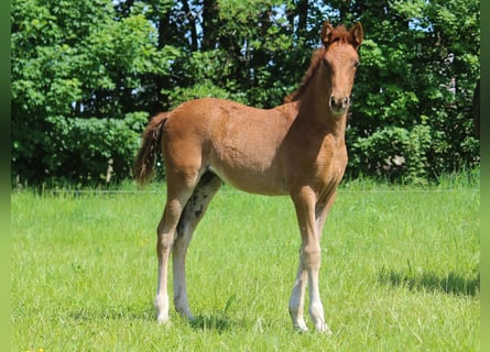 PRE Croisé, Jument, 1 Année, 163 cm, Alezan