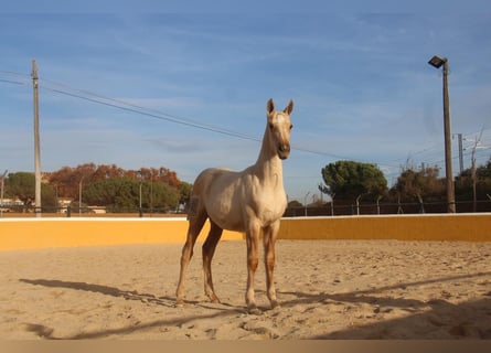 PRE Croisé, Jument, 1 Année, 163 cm, Palomino