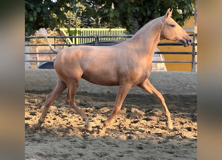 PRE Croisé, Jument, 1 Année, 163 cm, Palomino