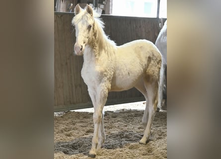 PRE Croisé, Jument, 1 Année, Cremello