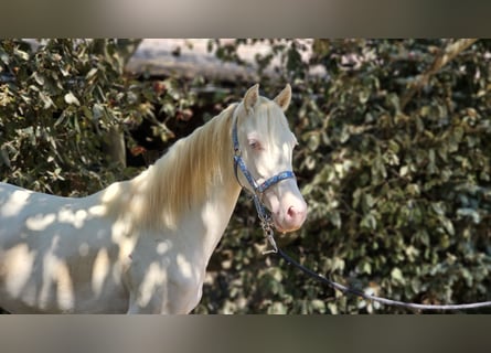 PRE Croisé, Jument, 2 Ans, 128 cm, Perlino