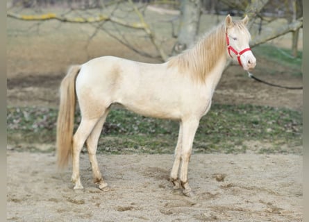 PRE Croisé, Jument, 2 Ans, 144 cm, Perlino