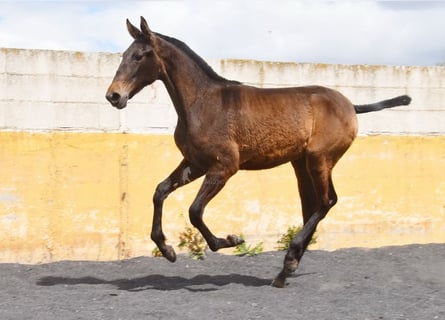 PRE, Jument, 2 Ans, 147 cm, Isabelle