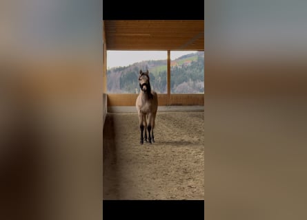 PRE Croisé, Jument, 2 Ans, 150 cm, Buckskin