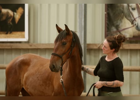 PRE Croisé, Jument, 2 Ans, 160 cm, Bai