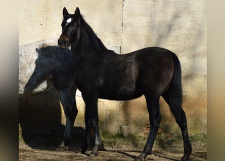 PRE Croisé, Jument, 2 Ans, 160 cm, Gris