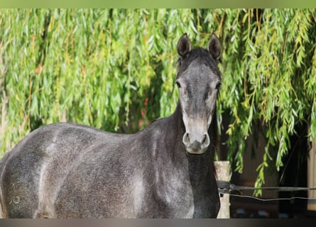 PRE Croisé, Jument, 2 Ans, 160 cm, Gris