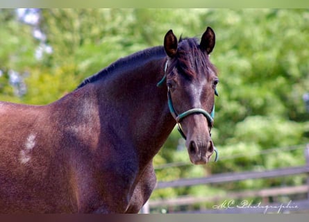 PRE, Jument, 2 Ans, 160 cm, Gris noir