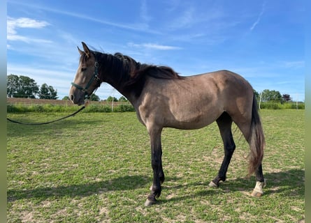 PRE, Jument, 2 Ans, 164 cm, Gris