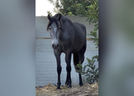 PRE Croisé, Jument, 2 Ans, 165 cm