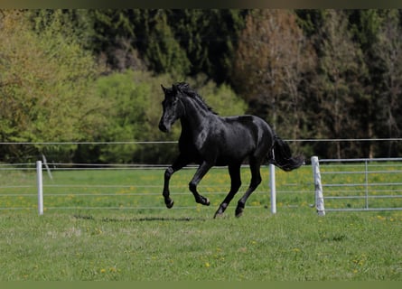 PRE Croisé, Jument, 2 Ans, 165 cm, Noir
