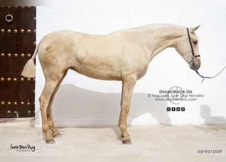 PRE, Jument, 2 Ans, 165 cm, Palomino