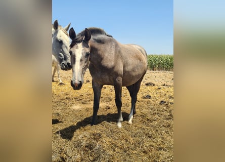 PRE, Jument, 2 Ans, Gris pommelé