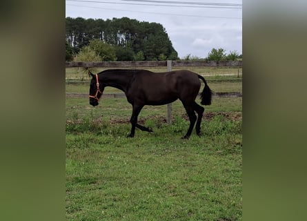 PRE Croisé, Jument, 3 Ans, 150 cm, Noir