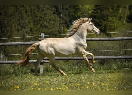 PRE, Jument, 3 Ans, 152 cm