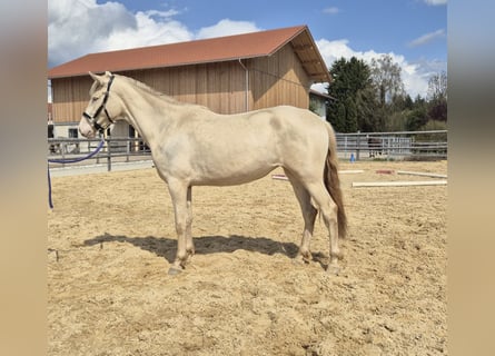 PRE, Jument, 3 Ans, 152 cm